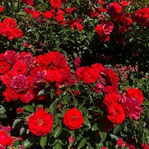 Meet your Posher, Isabella